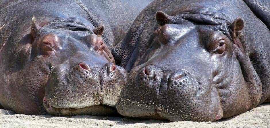 two hippos lying in sand